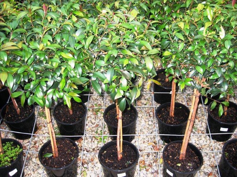Syzygium australe | Wholesale Nursery - Nurseries in Melbourne ...