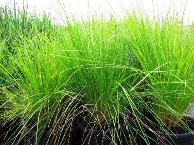 Lomandra cylindrica Lime Wave ornamental grass. Common name - Mat Rush