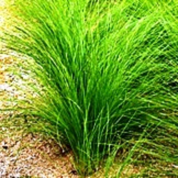 Lomandra cylindrica Lime Wave ornamental grass. Common name - Mat Rush