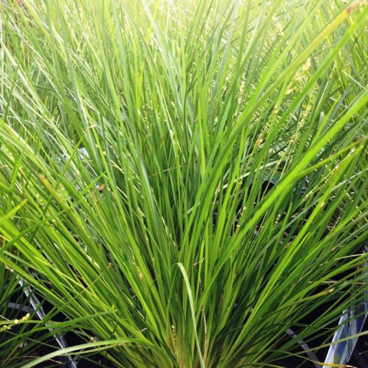 Lomandra cylindrica Lime Wave ornamental grass. Common name - Mat Rush