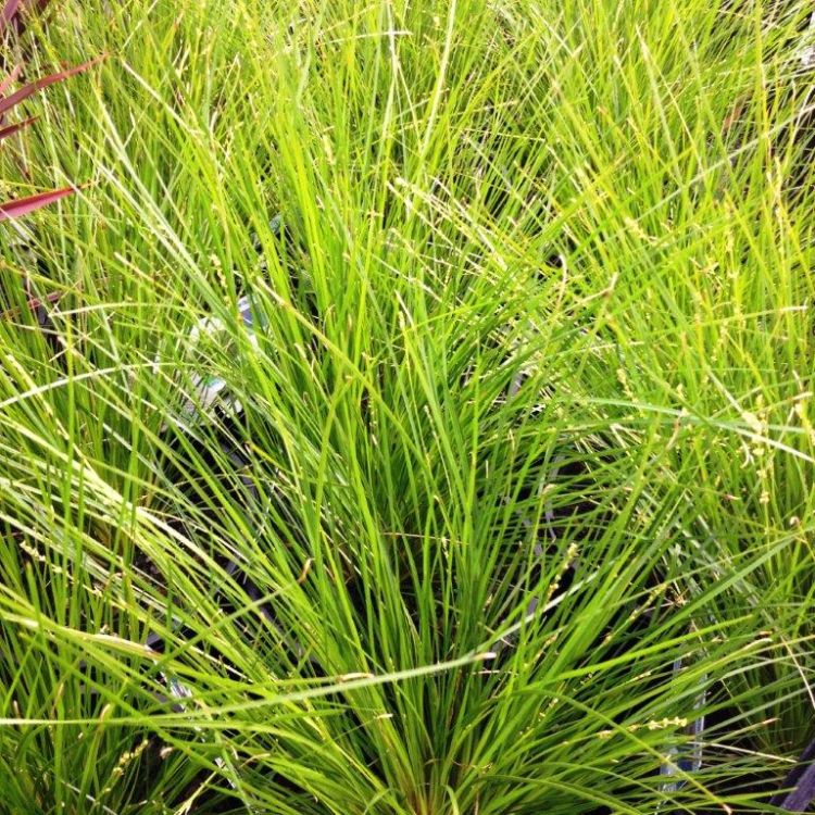 Lomandra cylindrica Lime Wave ornamental grass. Common name - Mat Rush