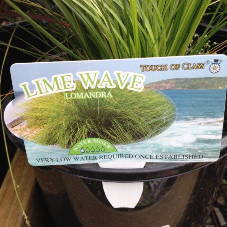 Lomandra cylindrica Lime Wave ornamental grass. Common name - Mat Rush