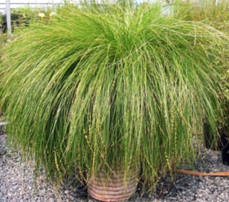Lomandra cylindrica Lime Wave ornamental grass. Common name - Mat Rush