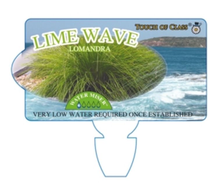 Lomandra cylindrica Lime Wave ornamental grass. Common name - Mat Rush