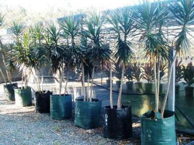 Dracaena marginata. Common name - Madagascar Dragon Tree