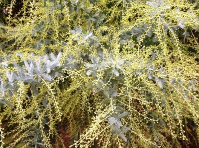 Acacia baileyana. Common name - Cootamundra Wattle