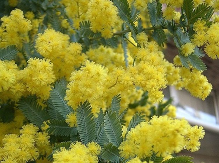 Acacia baileyana. Common name - Cootamundra Wattle