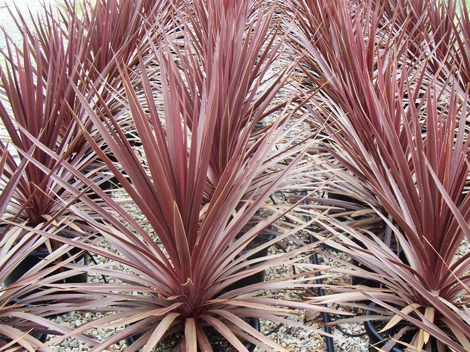 Cordyline Australis Red Star