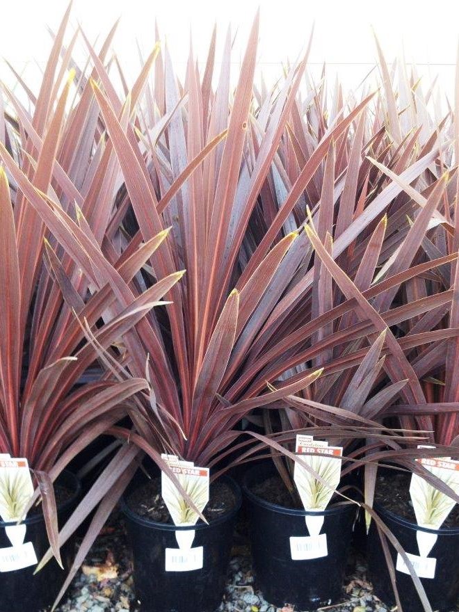 Cordyline australis Red Star | Wholesale Nursery - Nurseries in ...