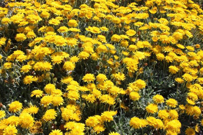 Gazania hybrida Double Gold PBR. Common name - GT20, Gazania