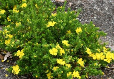 Hibbertia vestita Golden Sunburst. Common name - Hairy Guinea Flower