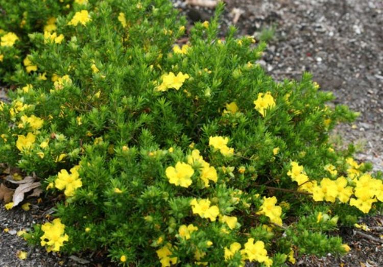 Hibbertia vestita Golden Sunburst. Common name - Hairy Guinea Flower