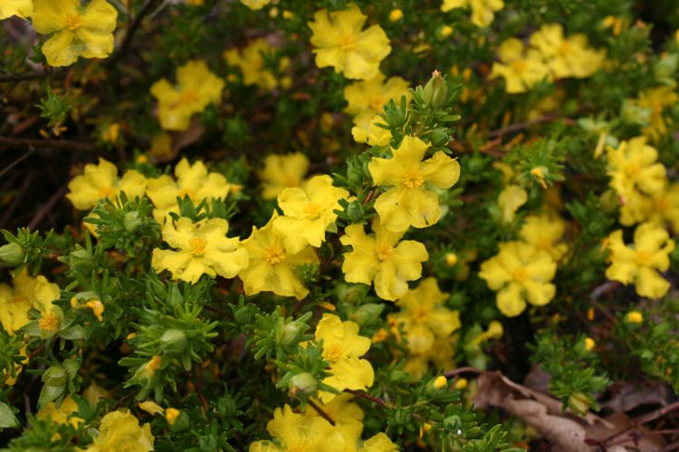 Hibbertia vestita Golden Sunburst. Common name - Hairy Guinea Flower
