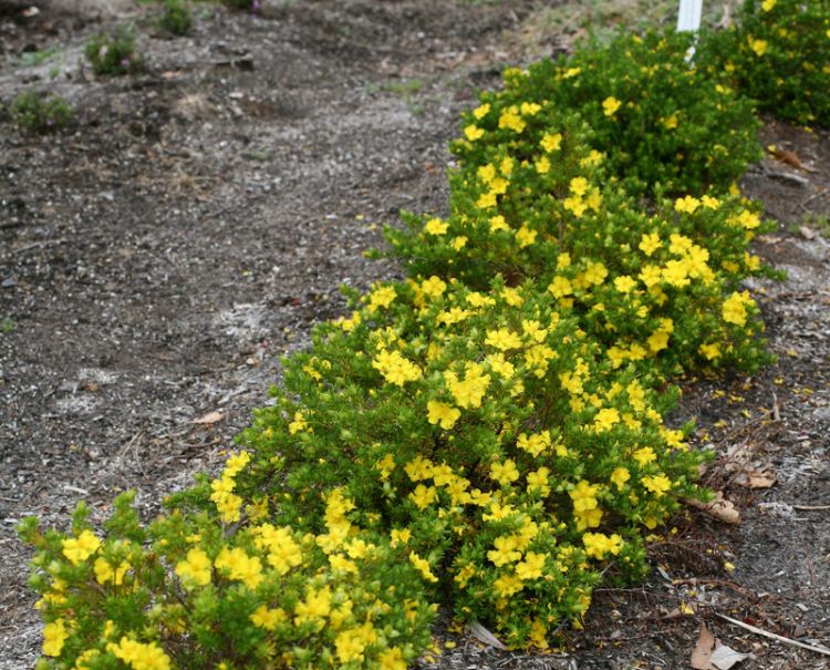 Hibbertia vestita Golden Sunburst. Common name - Hairy Guinea Flower