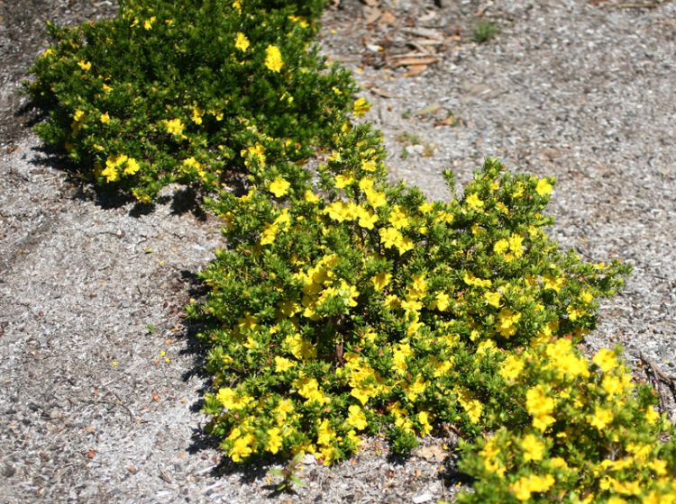 Hibbertia vestita Golden Sunburst. Common name - Hairy Guinea Flower
