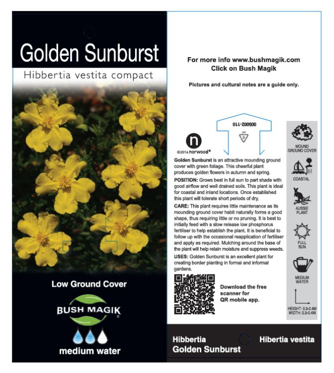 Hibbertia vestita Golden Sunburst. Common name - Hairy Guinea Flower
