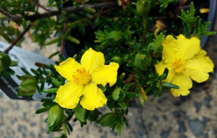 Hibbertia vestita Golden Sunburst. Common name - Hairy Guinea Flower