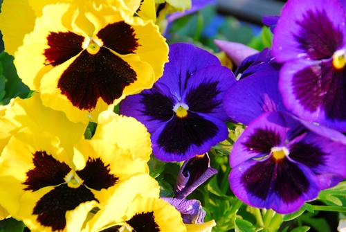 Pansy Assorted | Wholesale Nursery - Nurseries in Melbourne & Brisbane ...