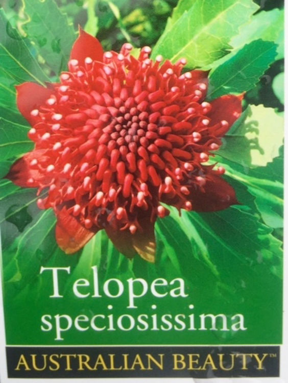 Telspe-6