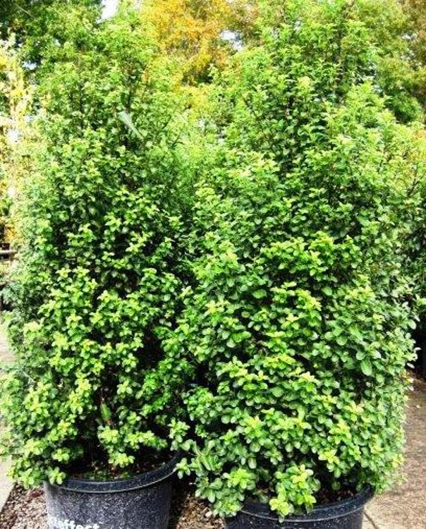 Pittosporum tenuifolium Green Pillar | Wholesale Nursery - Nurseries in ...