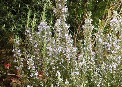 RosoffGor-1