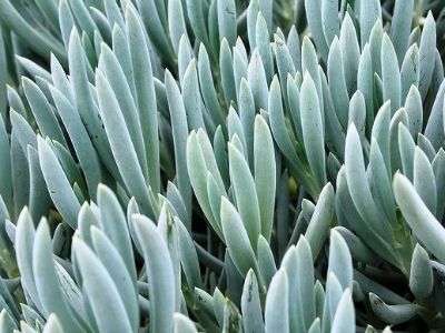 Senecio serpens. Common name - Syn Kleinia repens, Senecio repens, Blue Chalk Sticks, Blue Chalksticks, Succulent