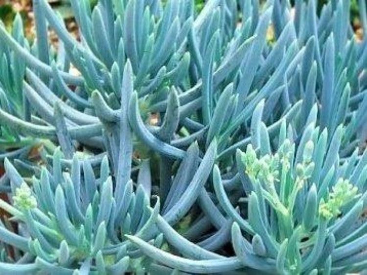 Senecio serpens. Common name - Syn Kleinia repens, Senecio repens, Blue Chalk Sticks, Blue Chalksticks, Succulent