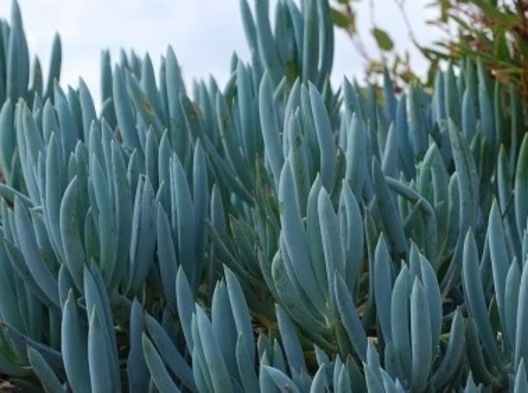 Senecio serpens. Common name - Syn Kleinia repens, Senecio repens, Blue Chalk Sticks, Blue Chalksticks, Succulent