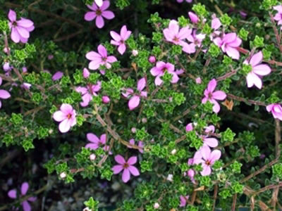 AcmtetSta-1