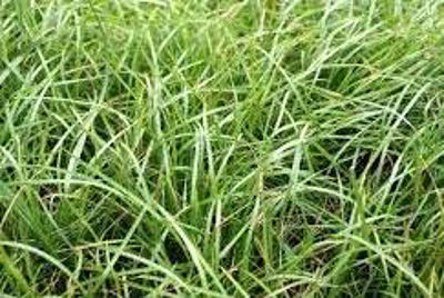 Microlaena stipoides. Common name - Syn Ehrharta stipoides, Weeping Grass