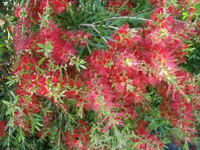 Callistemon viminalis Slim PBR. Common name - Weeping Bottlebrush, Creek Bottlebrush, CV01