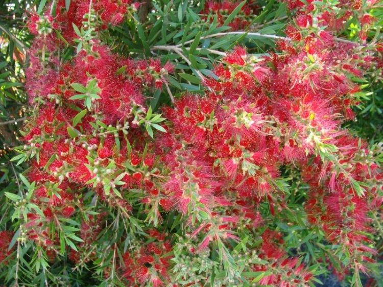 Callistemon viminalis Slim PBR. Common name - Weeping Bottlebrush, Creek Bottlebrush, CV01