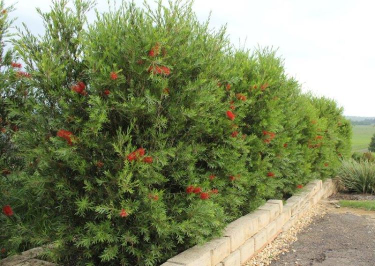 Callistemon viminalis Slim PBR. Common name - Weeping Bottlebrush, Creek Bottlebrush, CV01