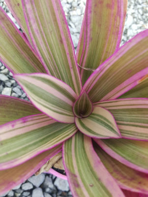 Rhoeo discolor Stripe Me Pink. Common name - syn Tradescantia, Moses in a Cradle, Boat Lily
