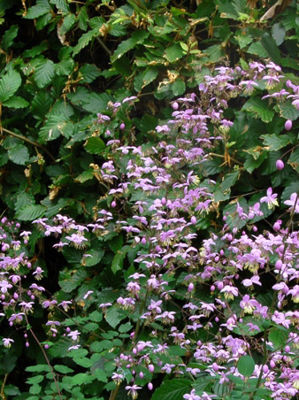 Thalictrum dipterocarpum. Common name - Pink Meadow Rue