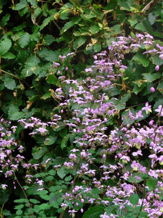 Thalictrum dipterocarpum. Common name - Pink Meadow Rue