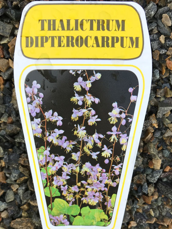 Thalictrum dipterocarpum. Common name - Pink Meadow Rue