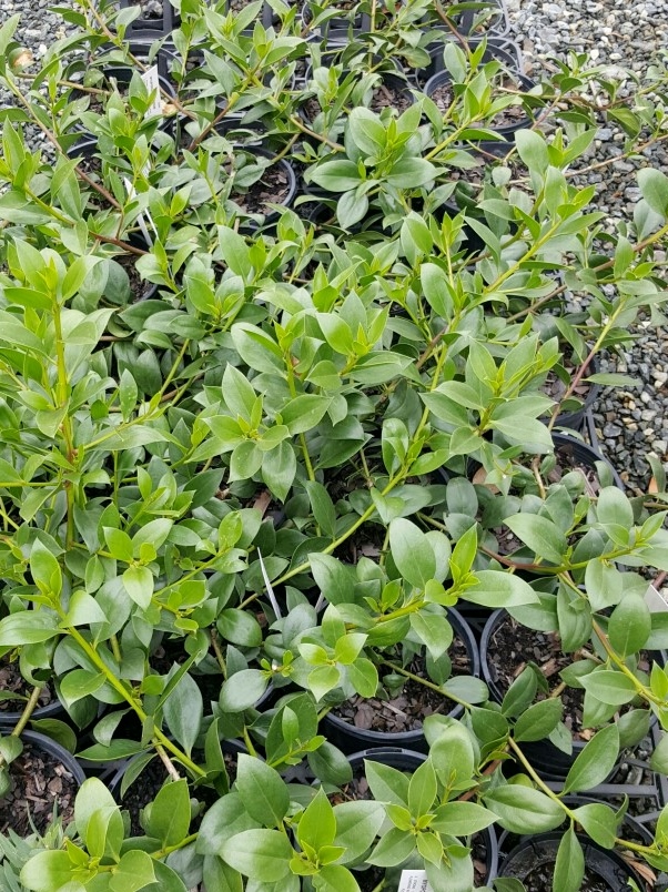 Myoporum ellipticum Wholesale Nursery Nurseries in Melbourne