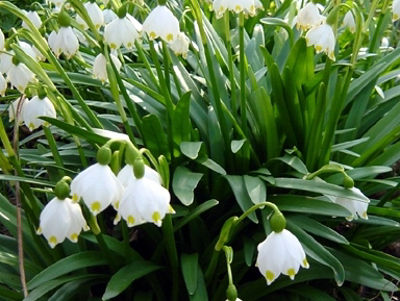 Leucojum autumnale Spring Snowflakes. Common name - September Snow, Autumn Snowflakes, Spring Snowflakes