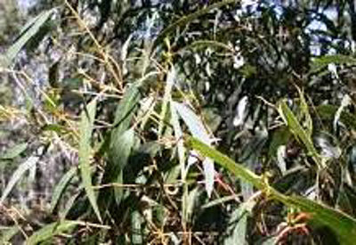 Eucsco-1