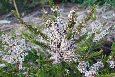 Leptospermum liversidgei Mozzie Blocker. Common name - Mozzie Blocker Tea Tree