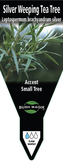 Leptospermum brachyandrum | Wholesale Nursery - Nurseries in Melbourne ...