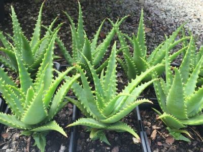 Aloe hybrida Gemini PBR. Common name - Succulent