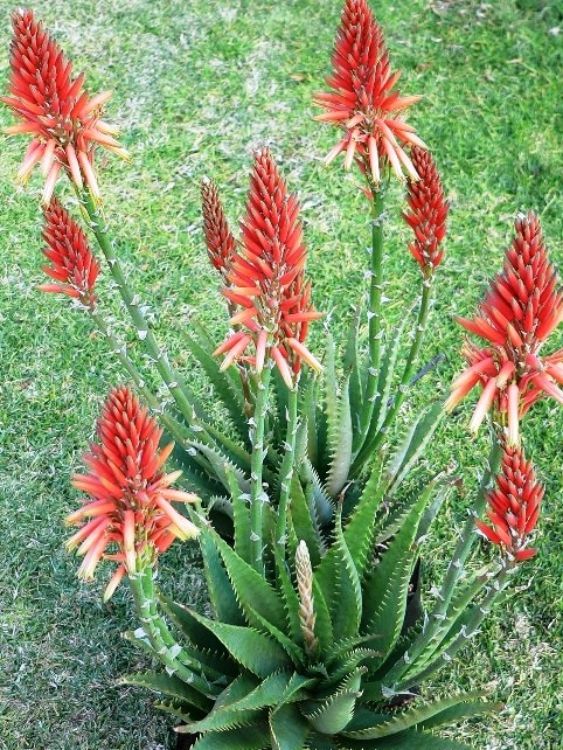 Aloe hybrida Gemini PBR. Common name - Succulent