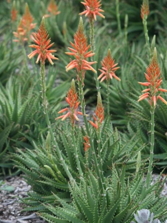 Aloe hybrida Gemini PBR. Common name - Succulent