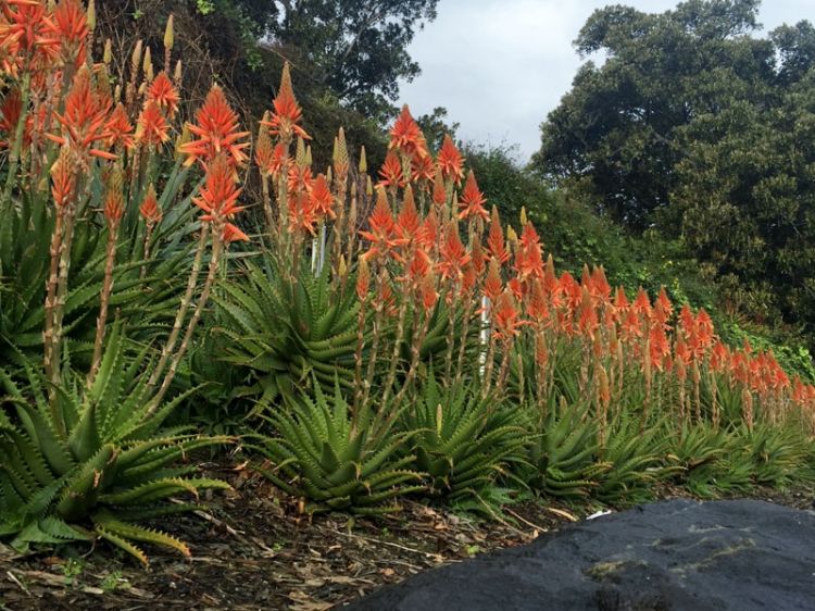 Aloe hybrida Gemini PBR. Common name - Succulent