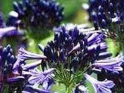 Agapanthus hybrida Black Pantha. Common name - Lily of the Nile, African Lily