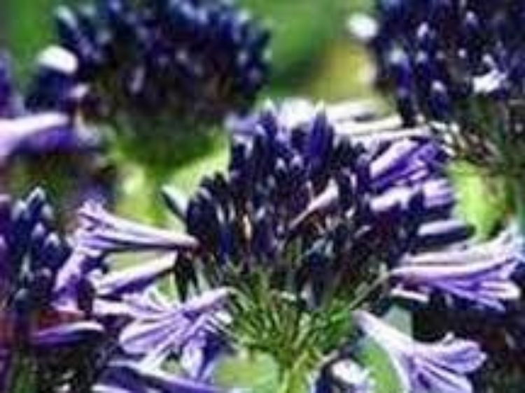Agapanthus hybrida Black Pantha. Common name - Lily of the Nile, African Lily