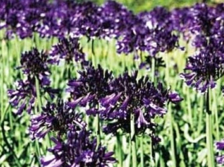 Agapanthus hybrida Black Pantha. Common name - Lily of the Nile, African Lily