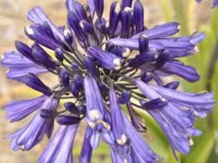 Agapanthus hybrida Black Pantha. Common name - Lily of the Nile, African Lily